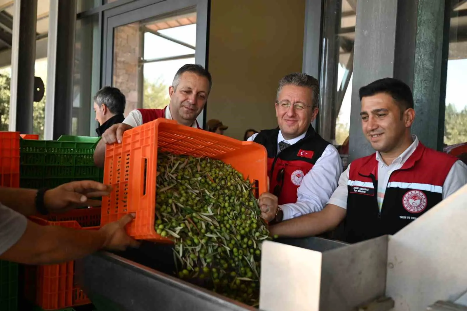 Ege'nin altın sarısı bereketi Dikili'de dallardan toplandı