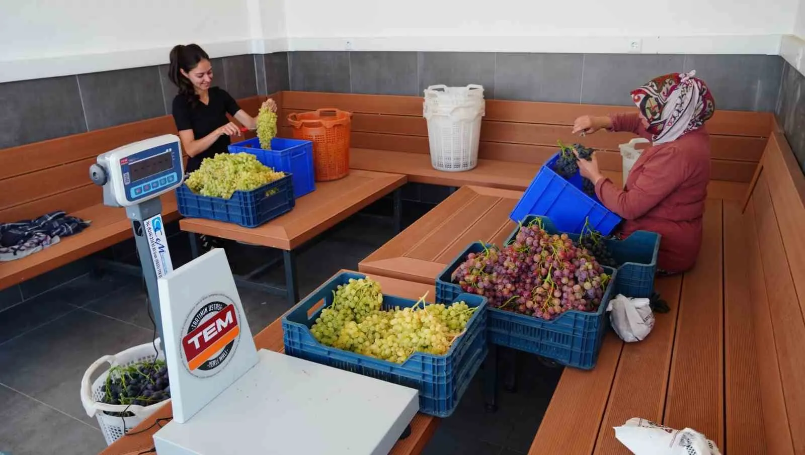 Üzüm mü çilek mi? Manisa'da şaşırtan lezzet hasadı