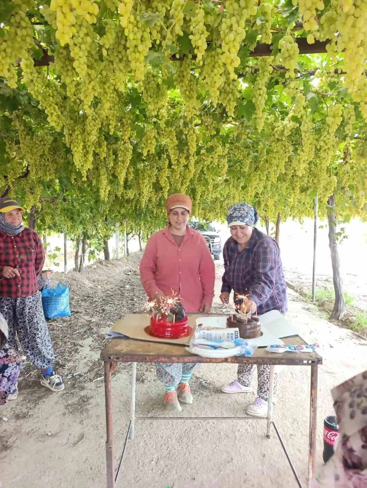 Bağda Mesai Sürerken Pasta Sürprizi: Öğretmen Çiftçiden İşçisine Unutulmaz Jest