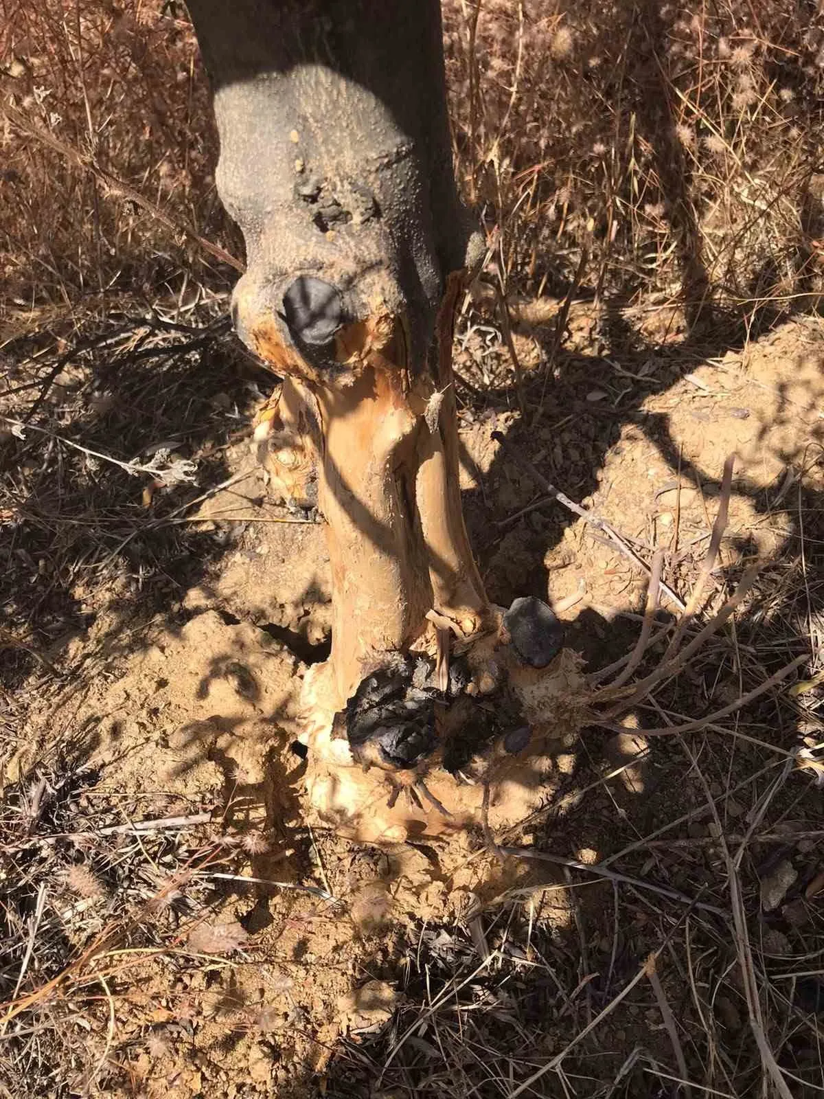 Sarıgöl'de Zeytin ve İnciri Tehdit Eden Fare İstilasına Zehirli Önlem