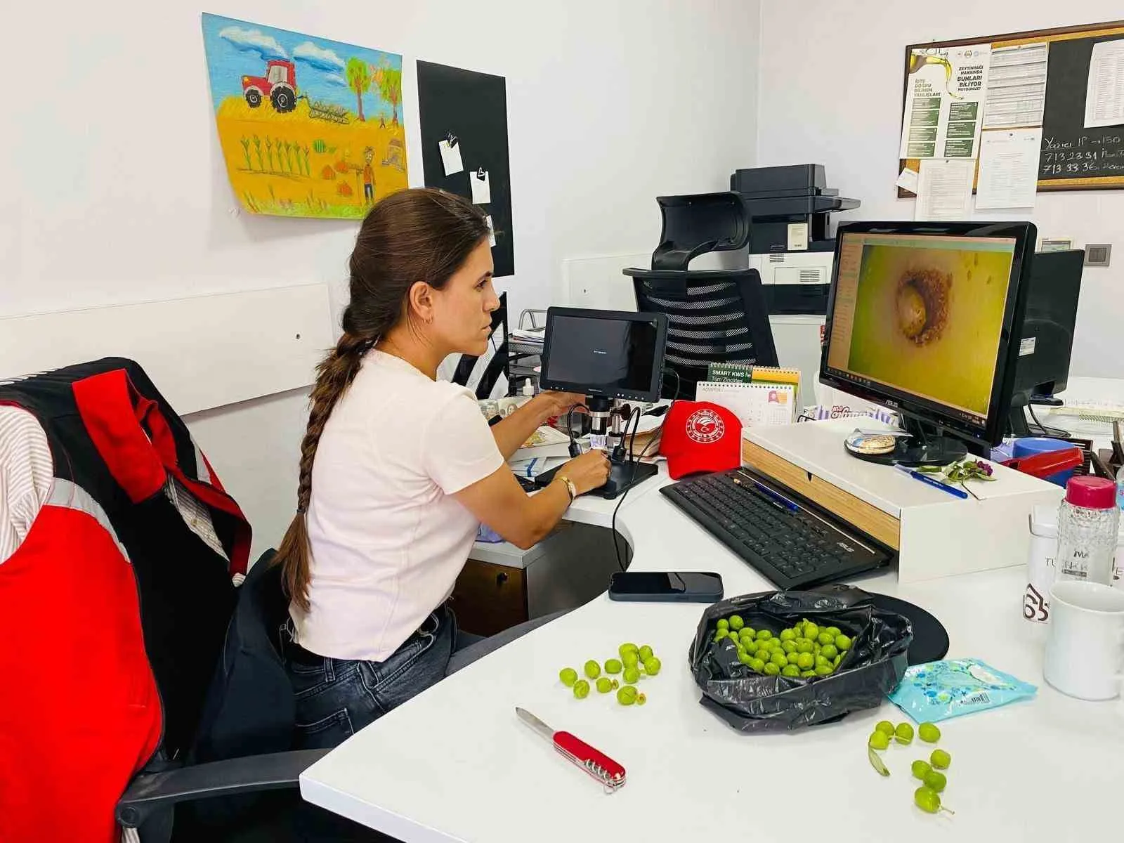 Salihli’de Zeytin Üreticilerine Üç Günlük Kritik İlaçlama Mesaisi