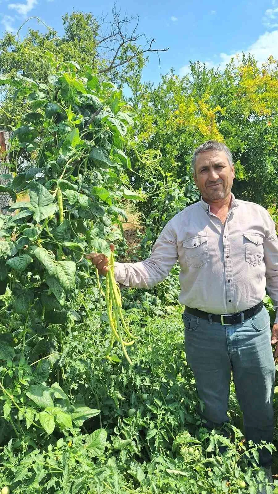 Manisa'nın bereketli yaylalarında hasat zamanı: Börülce üreticisi kazancından memnun