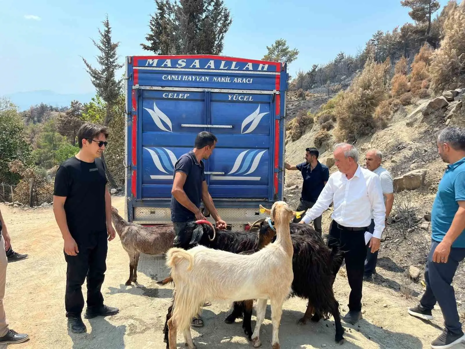 Seydikemer’de yangınzede üreticilerin yüzü gülüyor: 114 küçükbaş hayvan teslim edildi