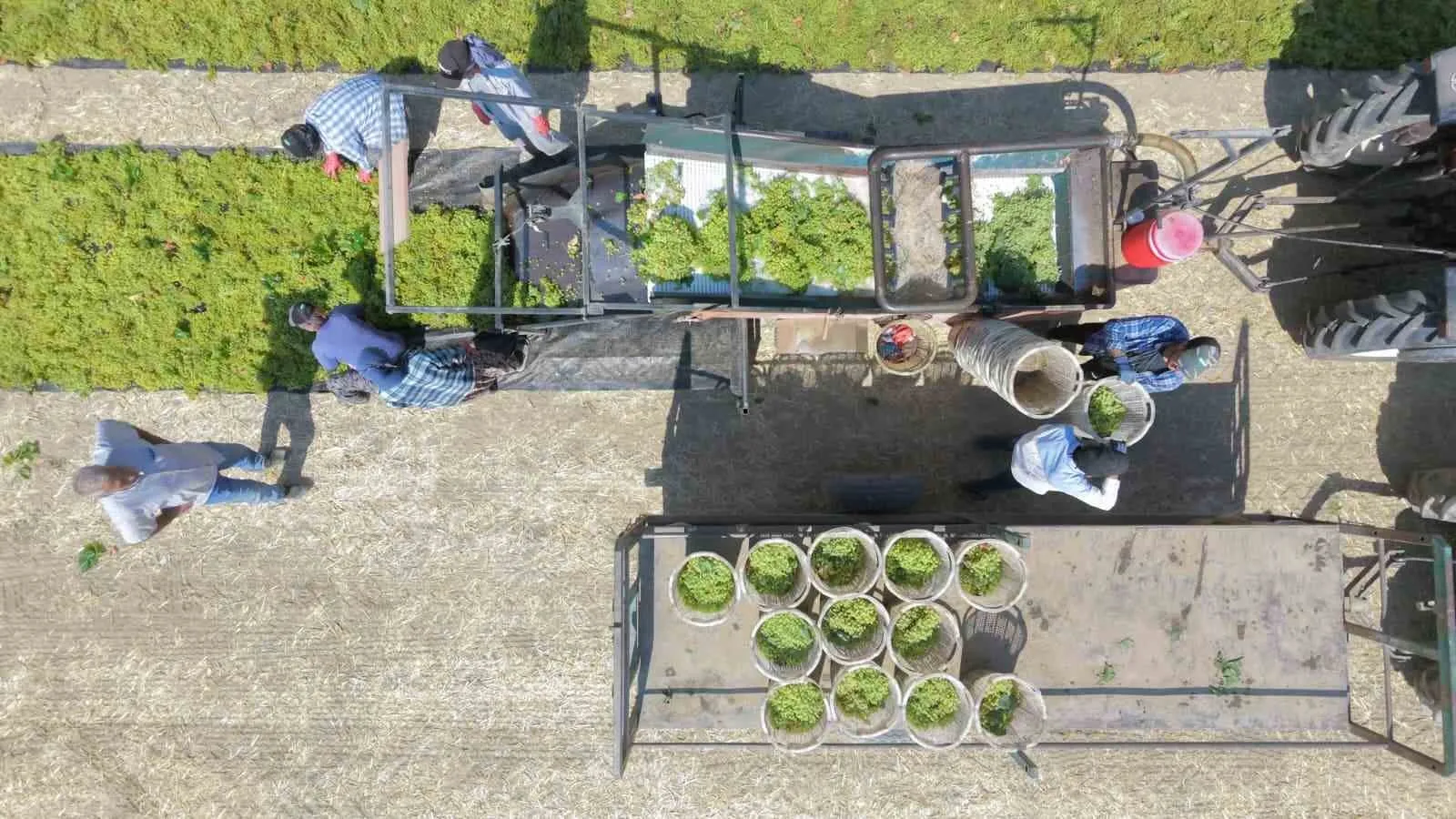 Manisa bağlarında hasat başladı: Üreticinin gözü yolda, fire endişesi büyük
