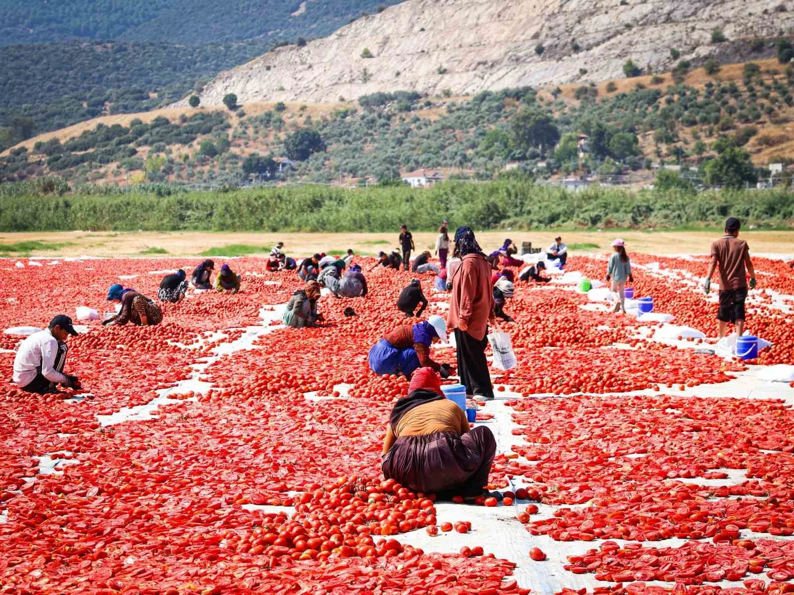 Torbalı tarlalarında kırmızı altın bereketi: Emekçiler dünya sofraları için ter döküyor