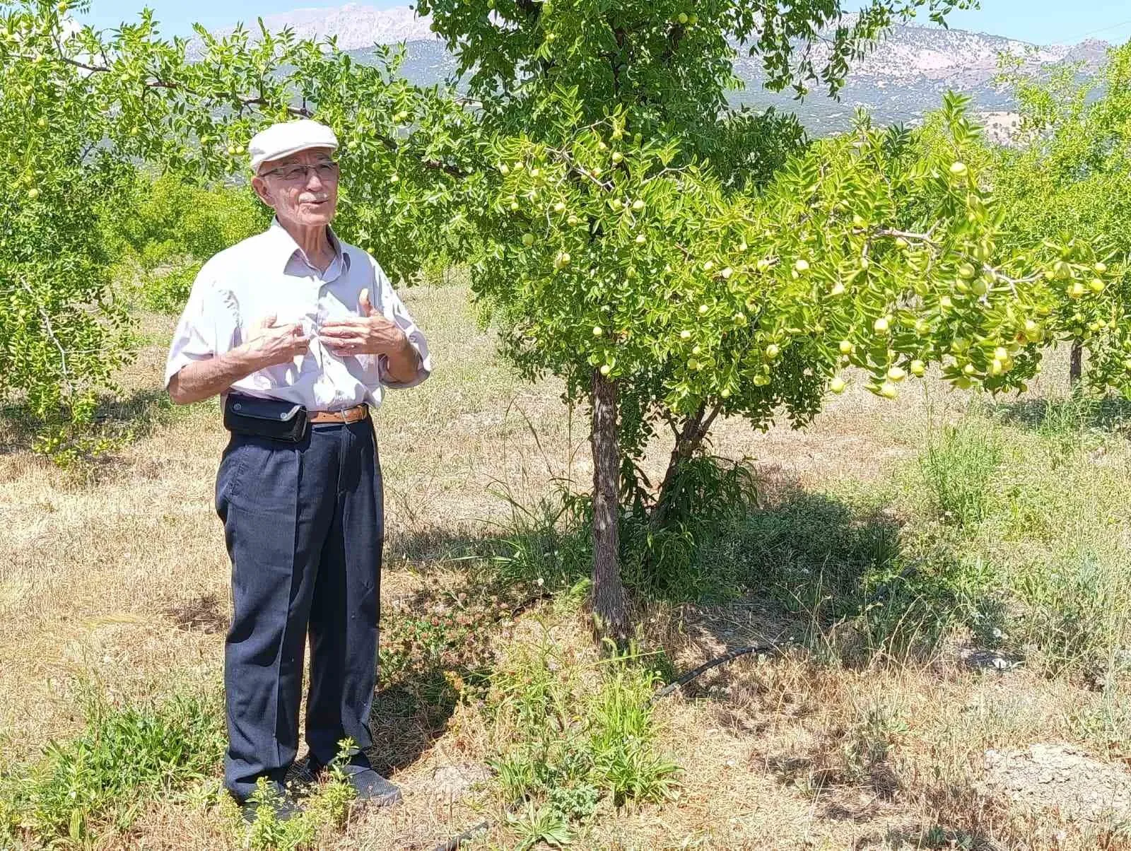 Çivril’de 300 Yıllık Miras: “Ölümsüzlük Meyvesi” Hünnap, Eylül ile Birlikte Tezgahlara İniyor