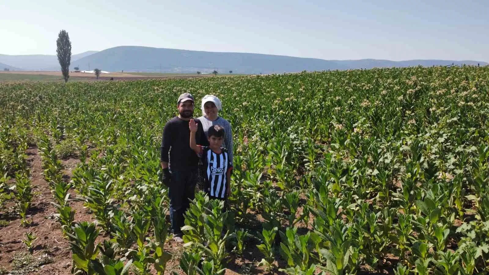 Tütün tarlalarında filizlenen bir ömür: Hasat zamanı geldi