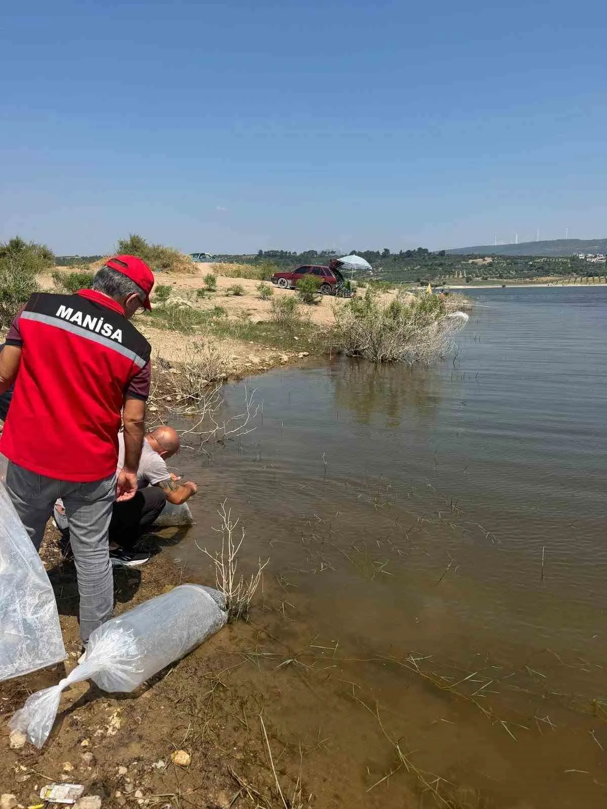 Soma’nın suları bereketleniyor: 250 bin sazan yavrusu doğaya bırakıldı