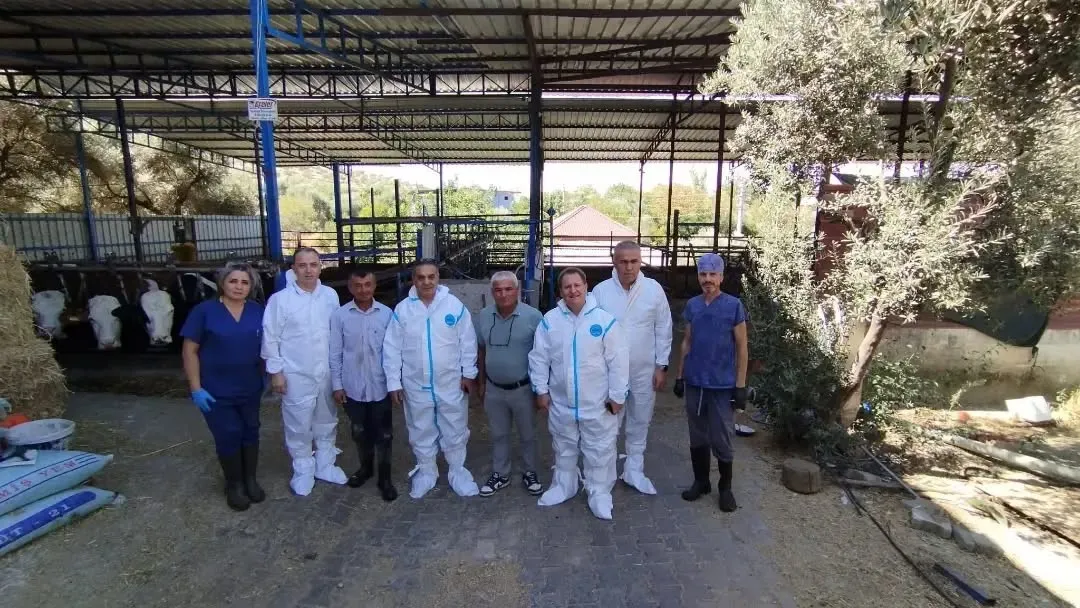 Aydınlı üreticiler için kritik süreç başladı: Büyükbaş hayvanlarda aşı seferberliği