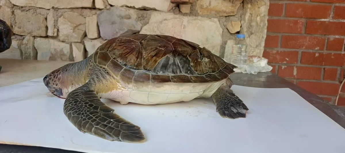 Kuşadası'nda deniz canlıları için alarm zili: Trol avcılığı ekosistemi tüketiyor