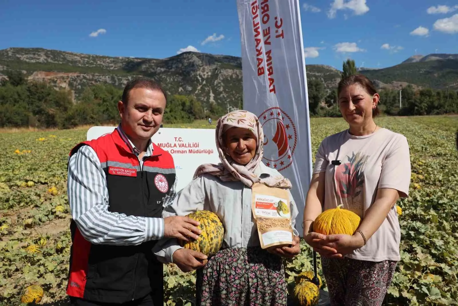 Menteşe’nin kadim lezzetleri gün yüzüne çıktı: Yayla kavununda hasat heyecanı