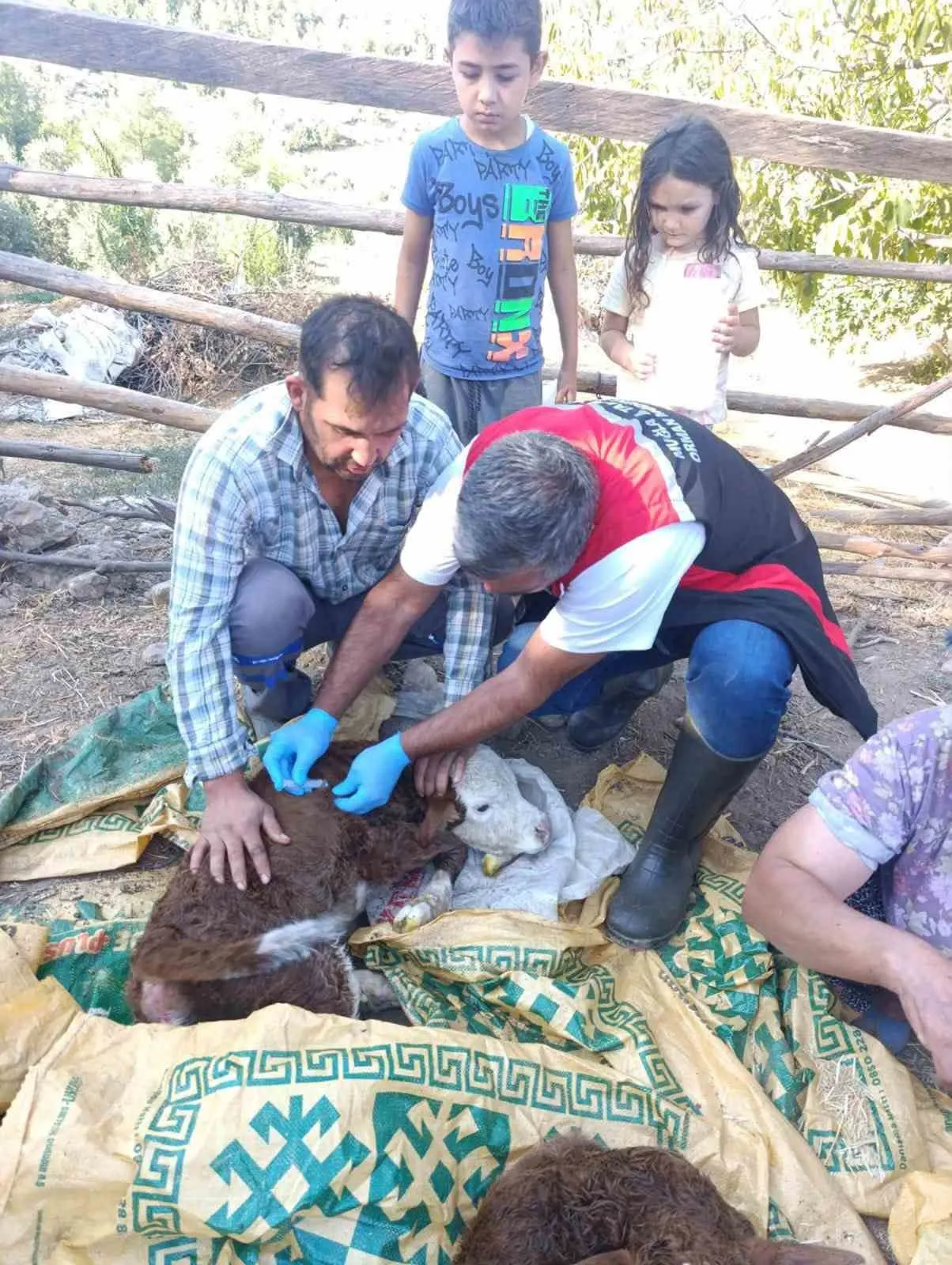 Muğla'da hayvancılıkta yeni dönem: İlk 24 saat için devreye alınan proje ile hedef yüzde 1'e inmek