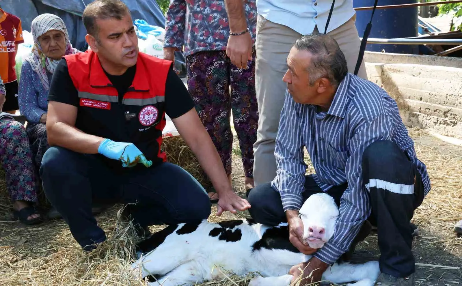Muğla’da buzağı ölümlerine karşı seferberlik: İlk 24 saat hayat kurtarıyor