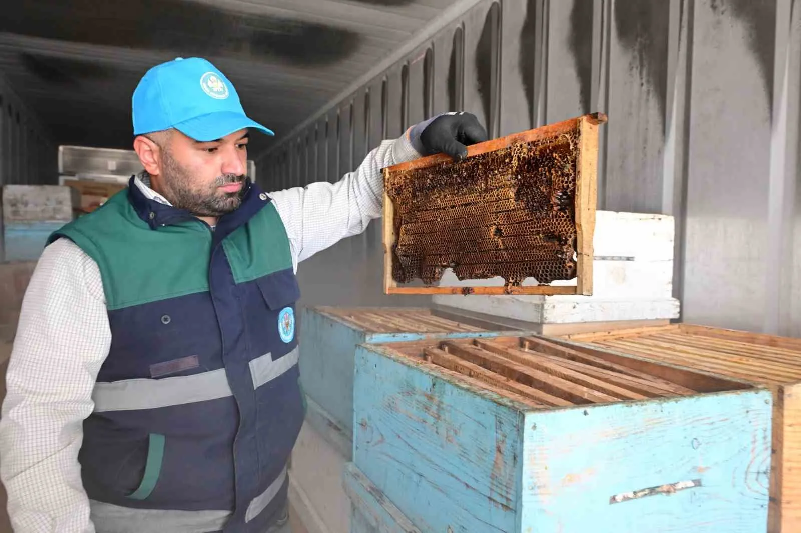 Arıcılıkta devrim niteliğinde adım: Petekler eksi 30 derecede güveye karşı sigortalandı