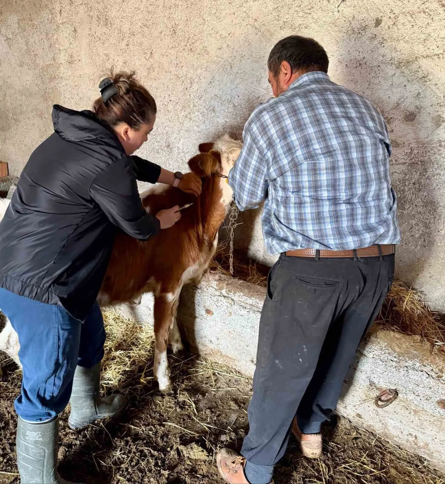 Çay'da hayvansal üretimde hastalık nöbeti: Aşı seferberliği başladı