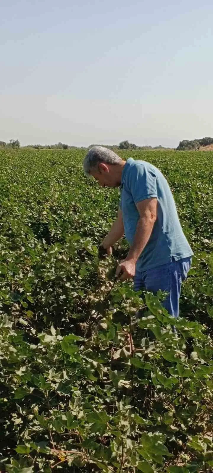 Didim ovasında pamuk mesaisi: Uzmanlar tarlaları karış karış inceledi
