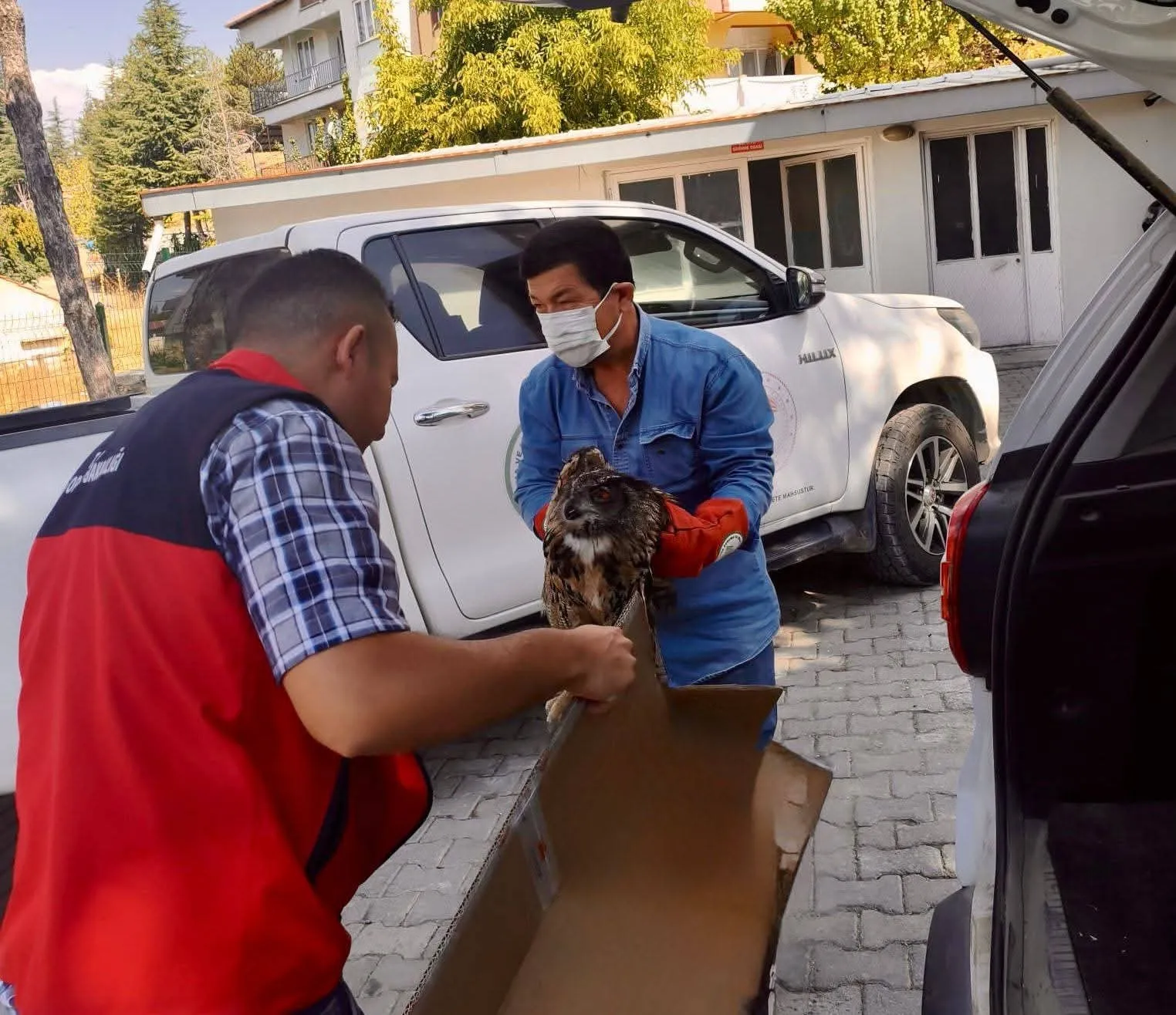 Sandıklı’da Yaralı Bulunan Puhu Kuşu Ekiplerin Elinde Yeniden Hayata Tutundu