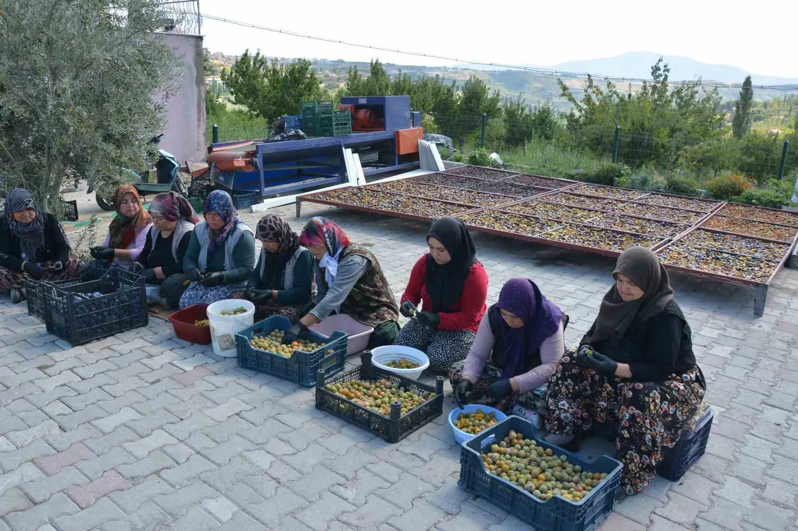 138 yillik lezzet dunya sofralarina girdi: Demirci’nin erikleri artik kurutulmus olarak ihraç ediliyor