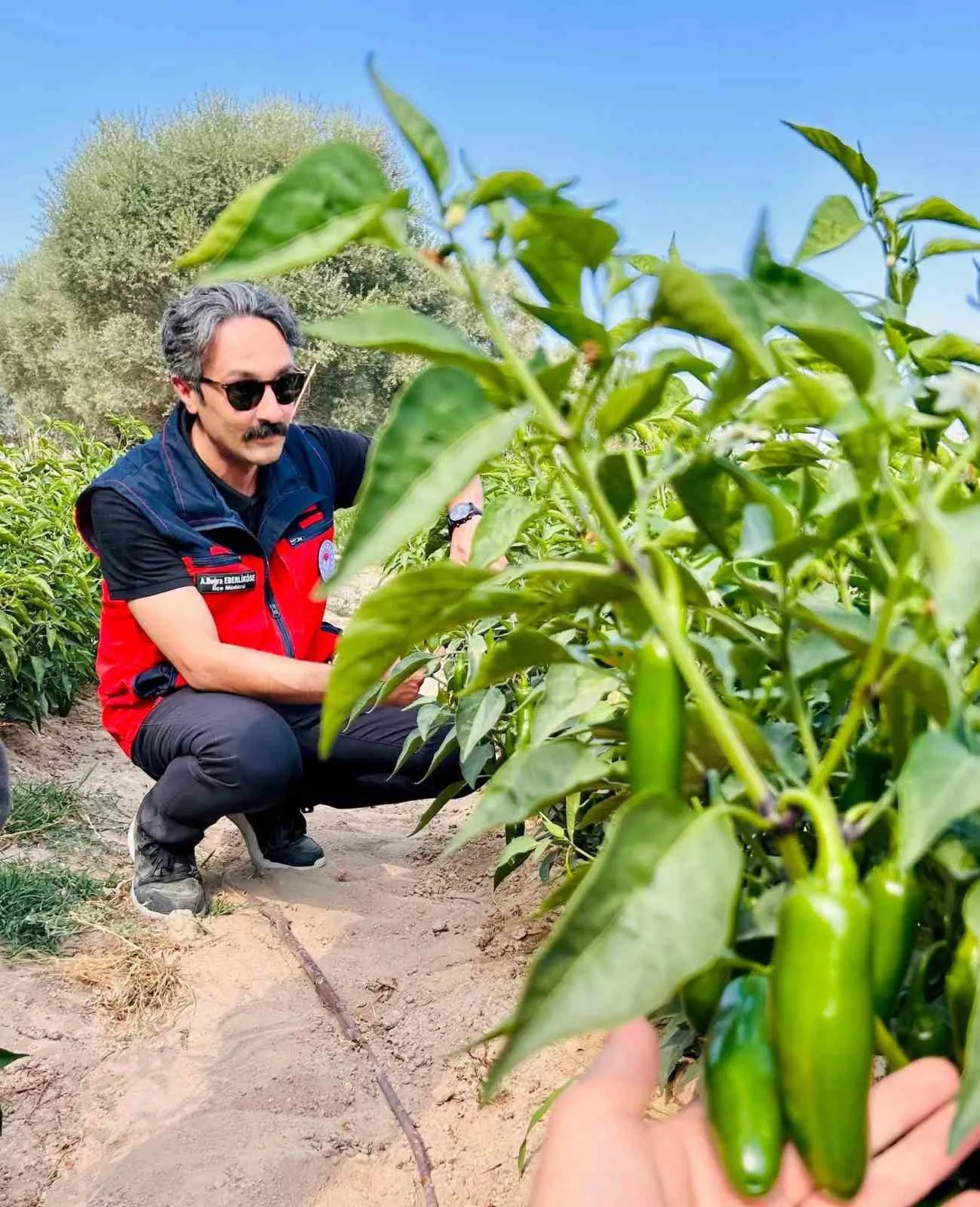 İscehisar toprağında yeni dönem: Jalapeno biberiyle kazanç kapısı aralanıyor