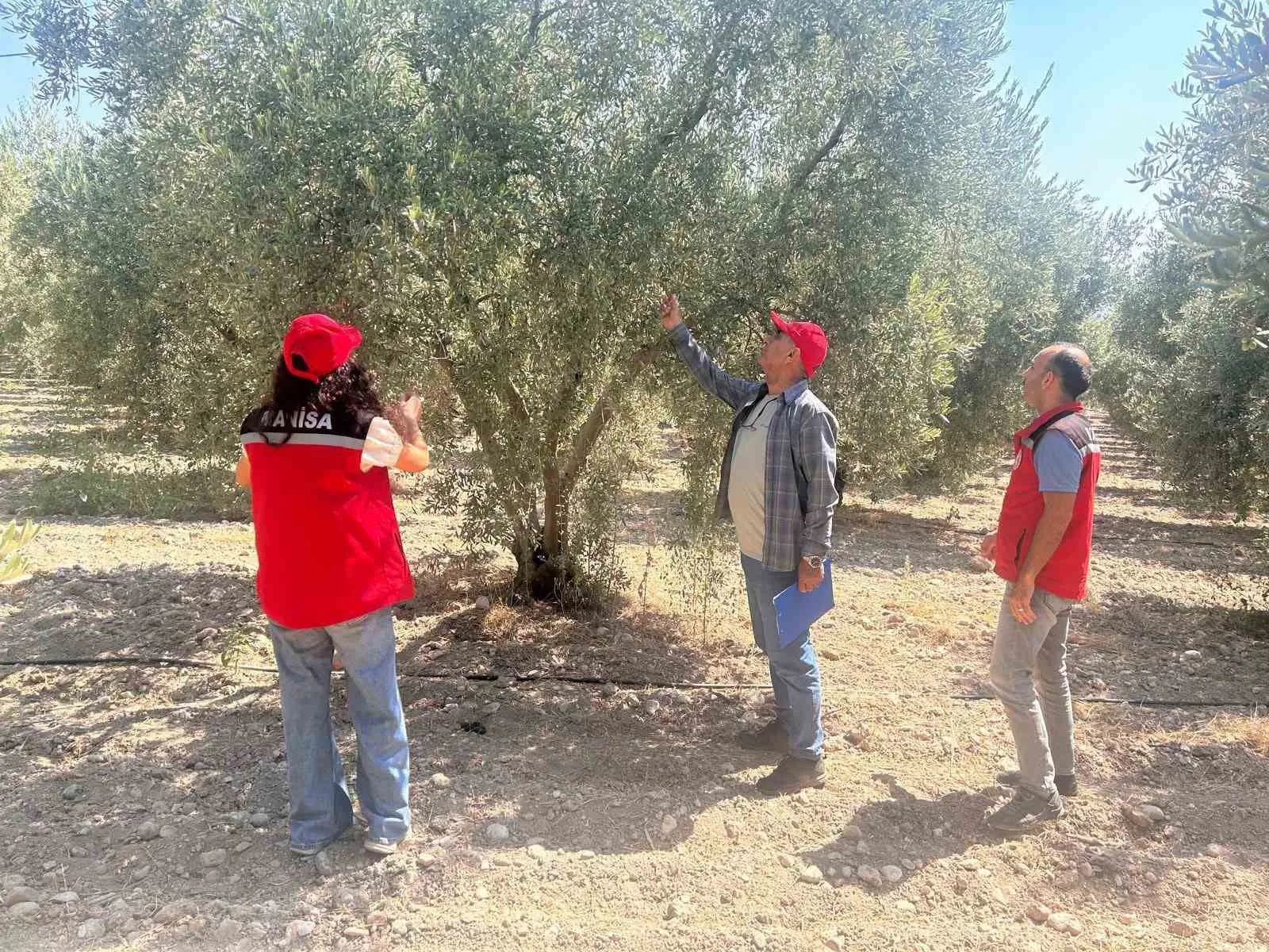 Manisa zeytin bahçelerinde büyük mesai: 2026 rekoltesi için geri sayım başladı