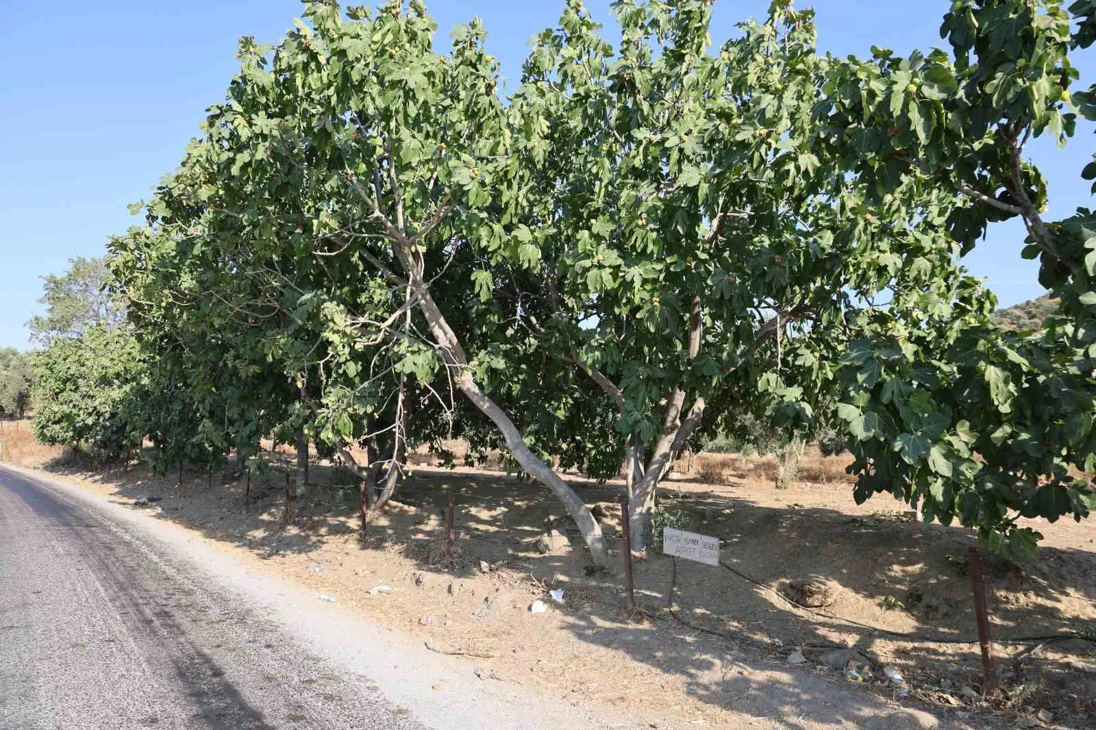 Aydın'ın bereketli topraklarında asırlık gelenek: Yoldan geçenlere incir ikramı