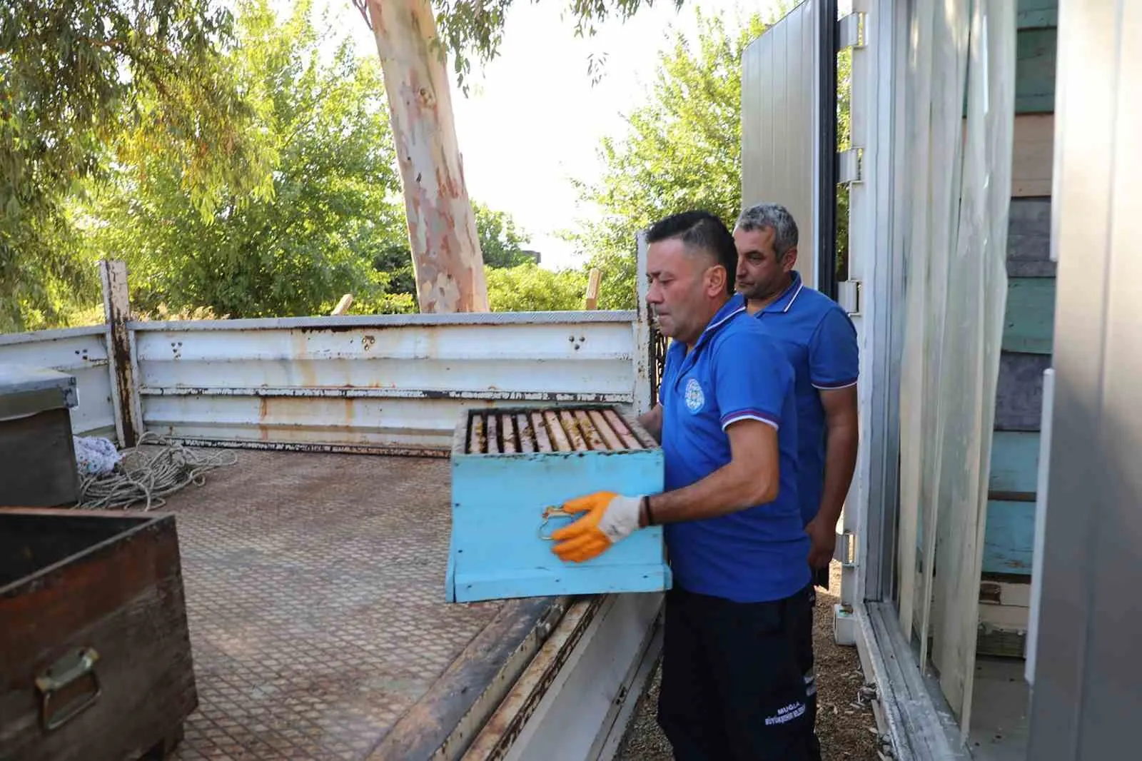 Muğla'da arıcıların yüzünü güldüren teknoloji: Petekler artık güveye karşı -30 derecede korunuyor