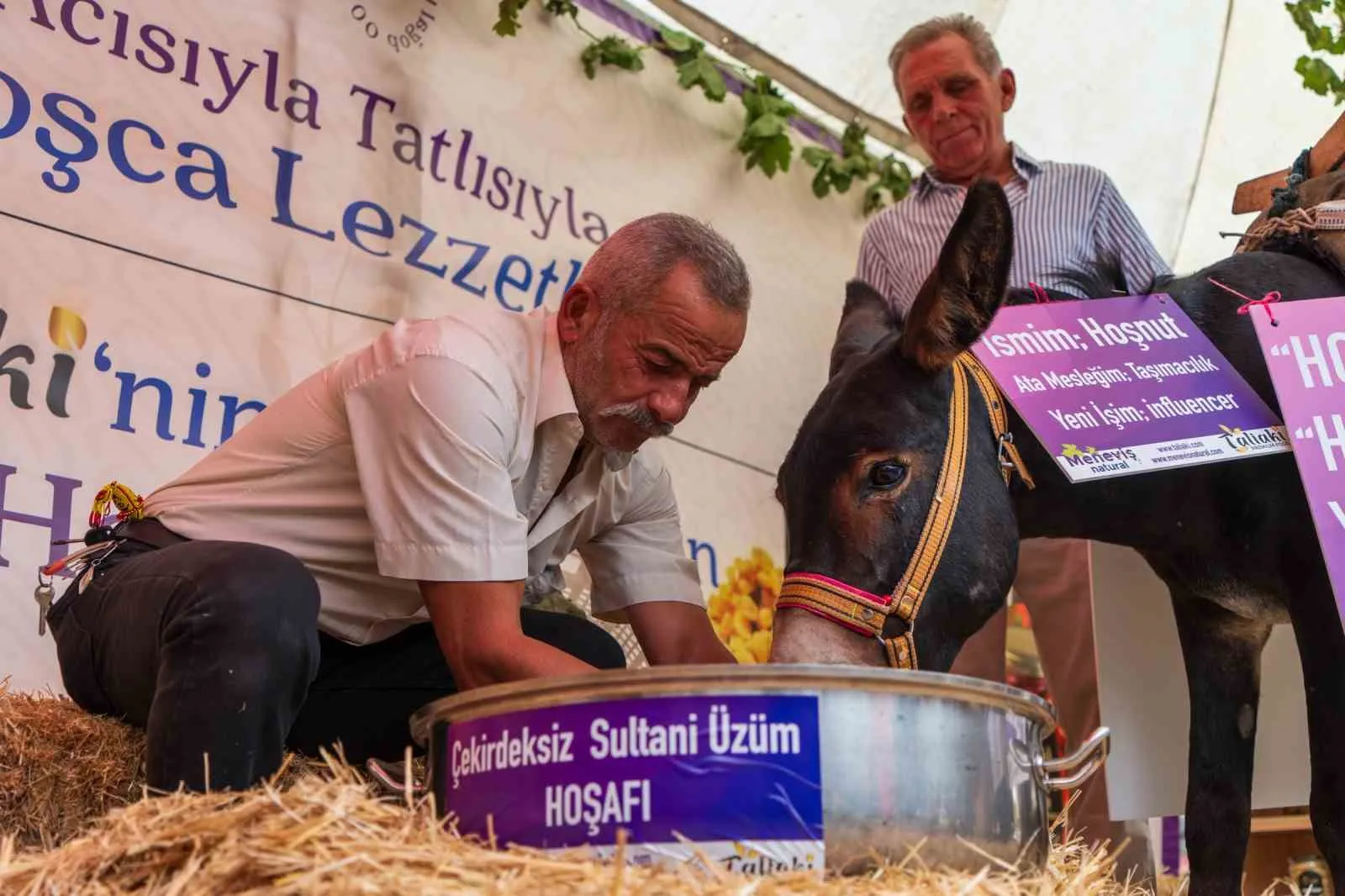 Asırlık deyimi çürüten inat: Hoşnut isimli eşek festivalde hoşaf içti