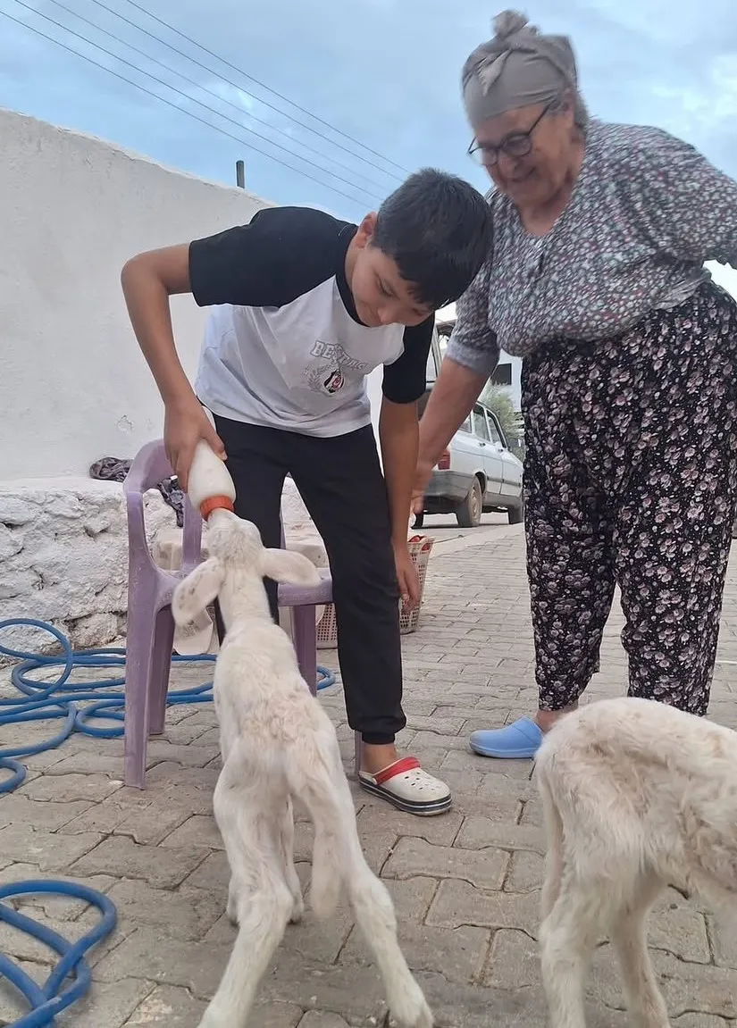Biberonla gelen mutluluk: Üçüz kuzulara adeta bebek gibi bakıyor