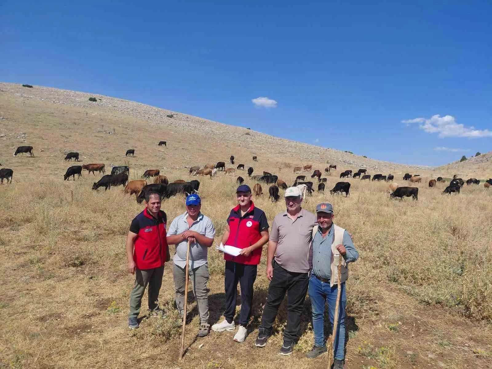 Afyonkarahisar’da yerli sığır ırkları için seferberlik: Genetik miras kayıt altına alınıyor