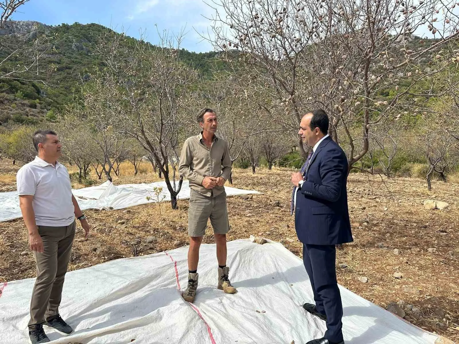 Datça’nın bereketli topraklarında badem mesaisi: Kaymakam Atıcı üreticinin yanında