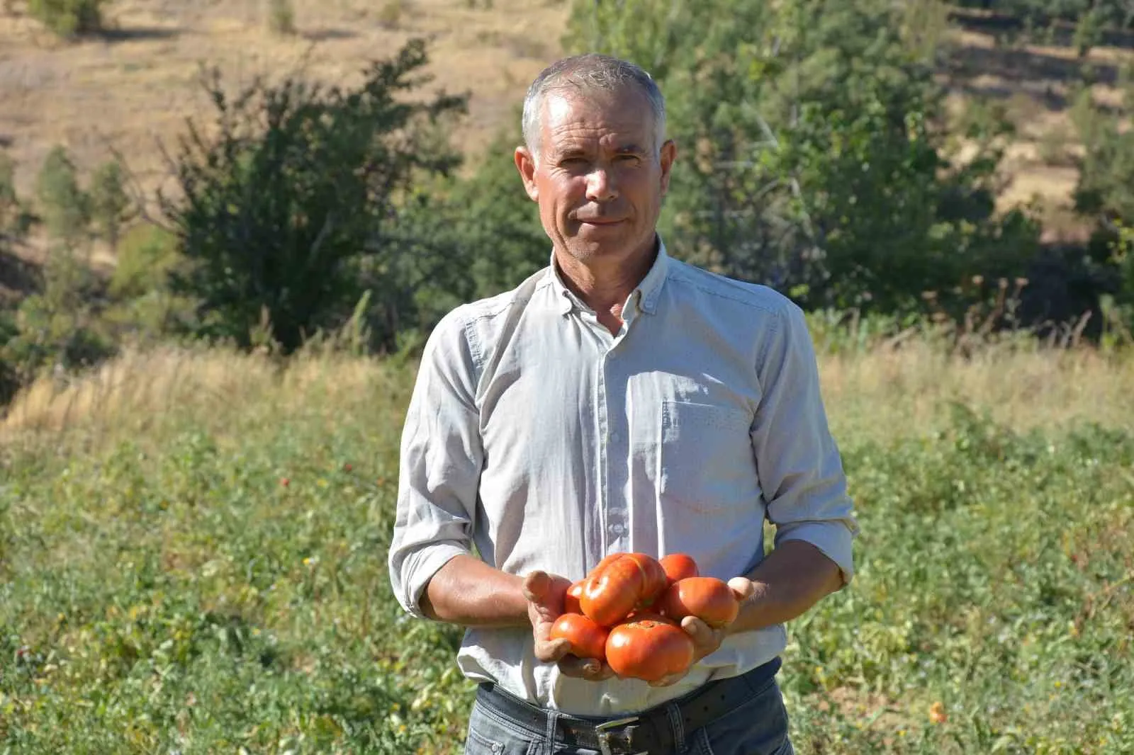 Bir damla su bile kullanmıyorlar: Demirci’nin ata tohumu domatesi kapış kapış gidiyor