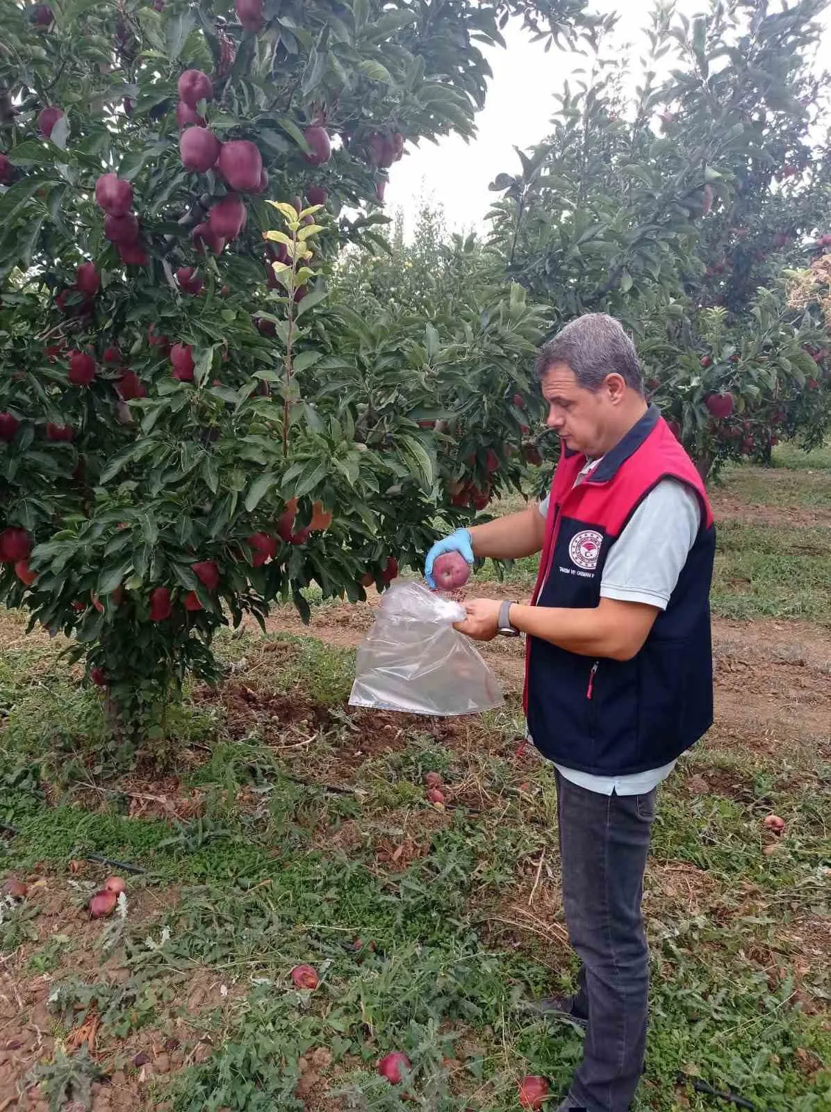 Çivril elmasında laboratuvar mesaisi: Sağlıklı ürün için numuneler toplandı
