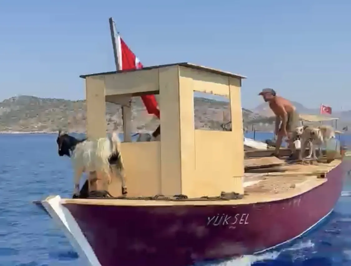 Ege’nin sularında asırlık gelenek: Keçiler tekneyle yaylaya çıkıyor