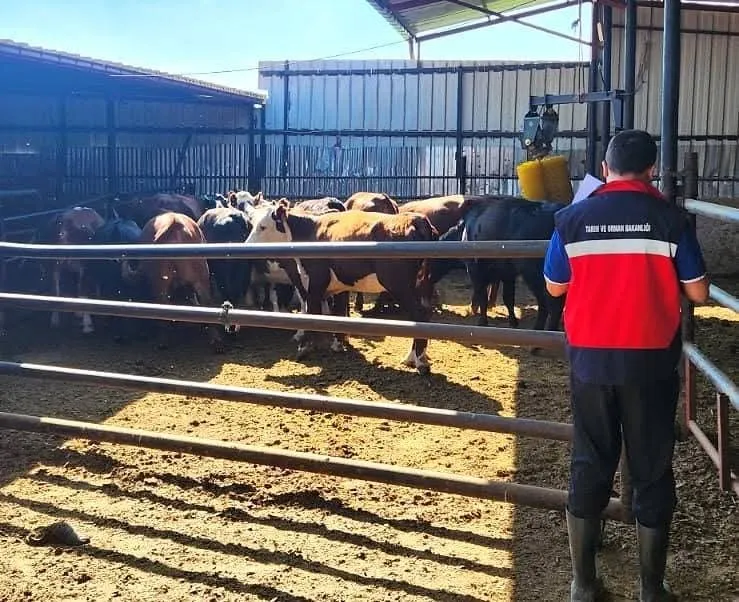 Afyonkarahisar'da hayvancılık desteği yerinde denetlendi