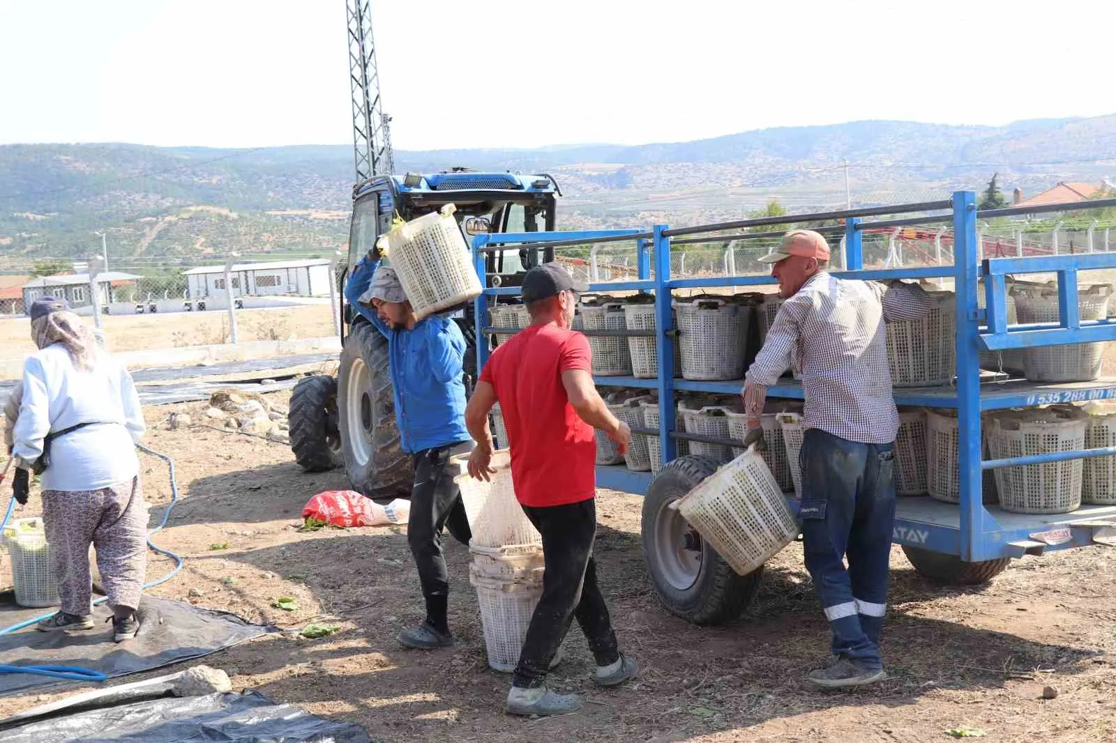 Denizli’de üzüm üreticisinin isyanı: Bir kilo mazot bile etmiyor
