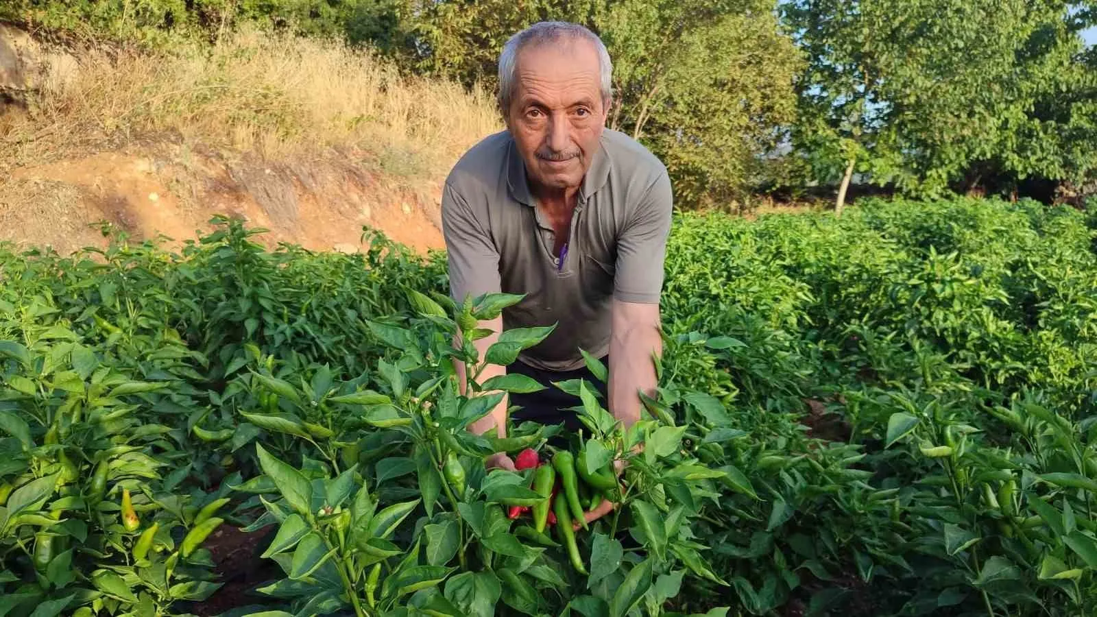 Beyağaç’ın bereketli topraklarında ata tohumu mesaisi: Kayaca biberi kazandırıyor