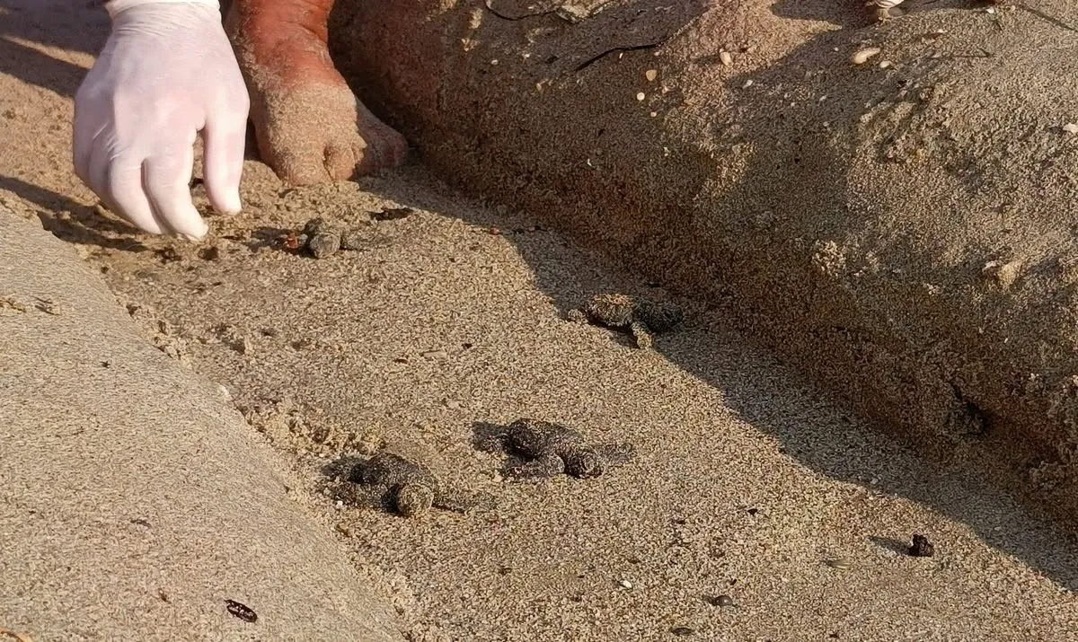 Selin vurduğu kumsalda mucizevi yaşam: 67 yavru caretta caretta denizle buluştu