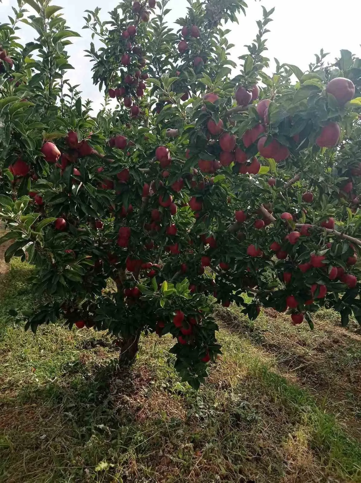 Çivril elmasında laboratuvar mesaisi: Sağlıklı ürün için numuneler toplandı