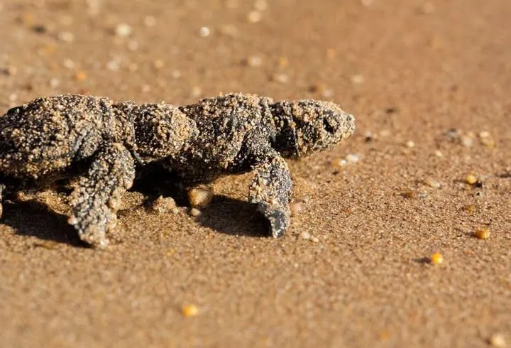 Didim sahillerinde duygulandıran veda: 82 minik Caretta caretta mavi sularla buluştu