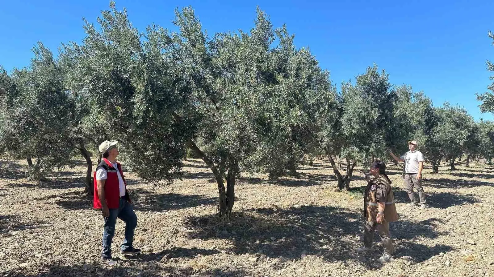 Manisa zeytin bahçelerinde büyük mesai: 2026 rekoltesi için geri sayım başladı