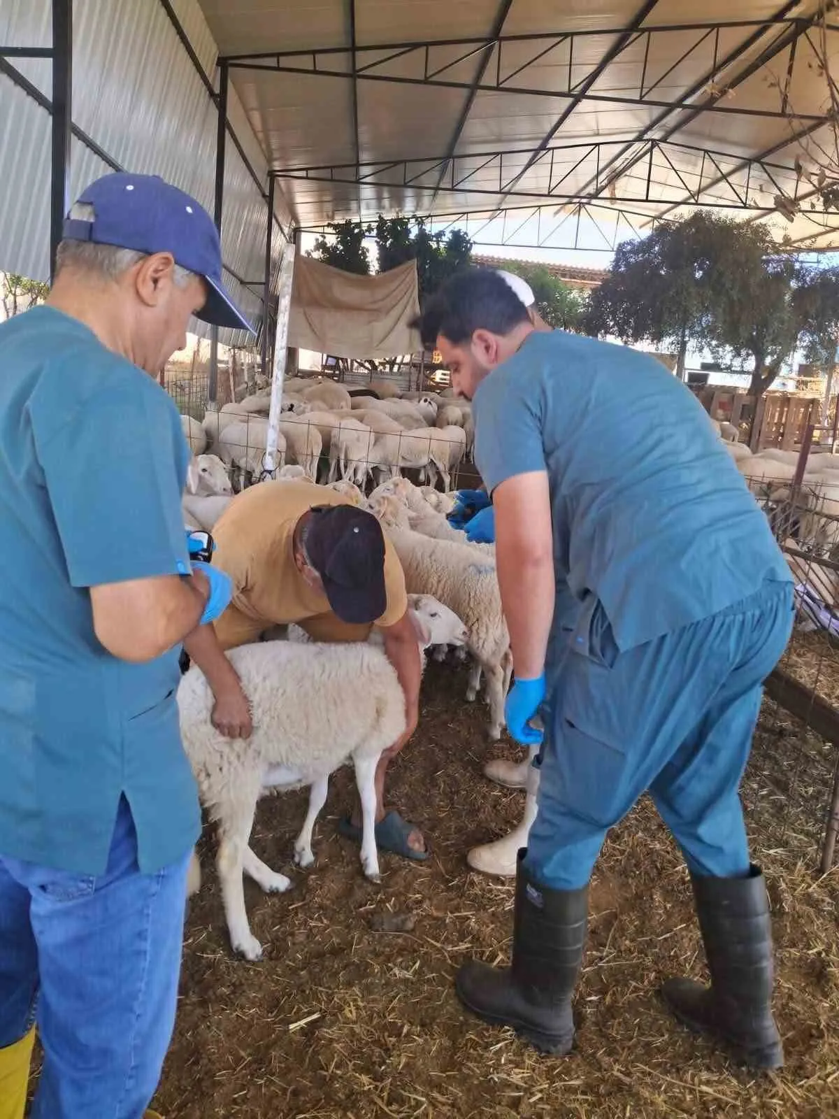 Köşk’te Sürü Takibi Dijital Güvence Altında: Küçükbaş Hayvanlara Küpe Takılıyor