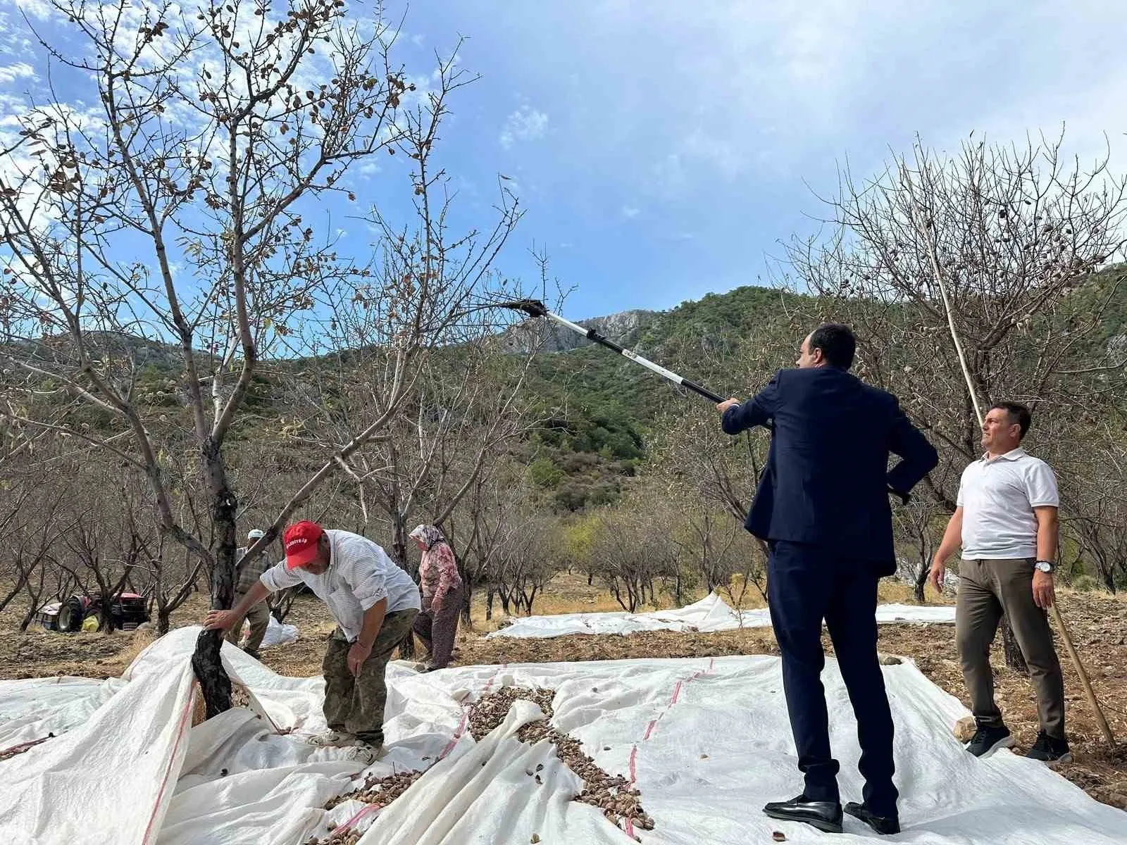 Datça’nın bereketli topraklarında badem mesaisi: Kaymakam Atıcı üreticinin yanında
