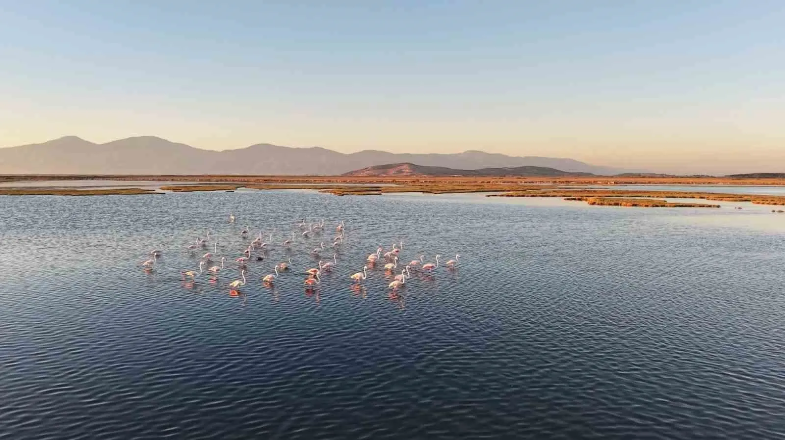 Kuş cennetinde vicdansız avcılık: Drone ile görüntülendi