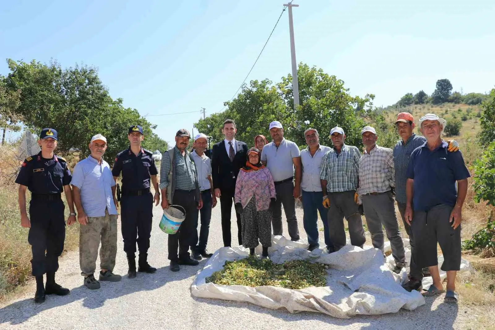 Manisa'da hasat heyecanı: Selendi fıstığı tescil yolunda