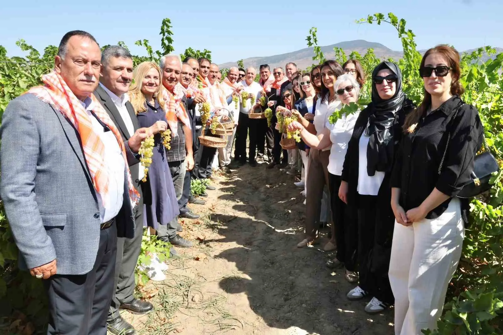 Menemen'de hasat vakti: Toprağın bereketi bu yıl rekor getirdi