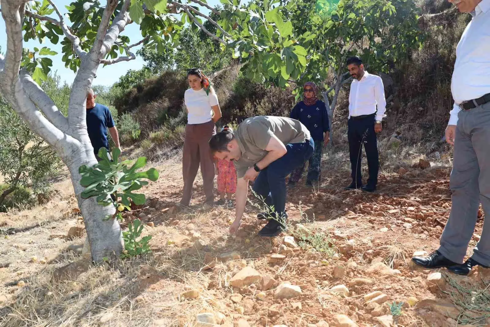 Karacasu’da incir bereketi: Kaymakam Battal tarlada üreticiyle buluştu