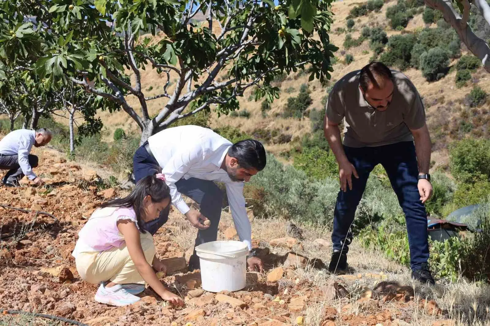 Karacasu’da incir bereketi: Kaymakam Battal tarlada üreticiyle buluştu