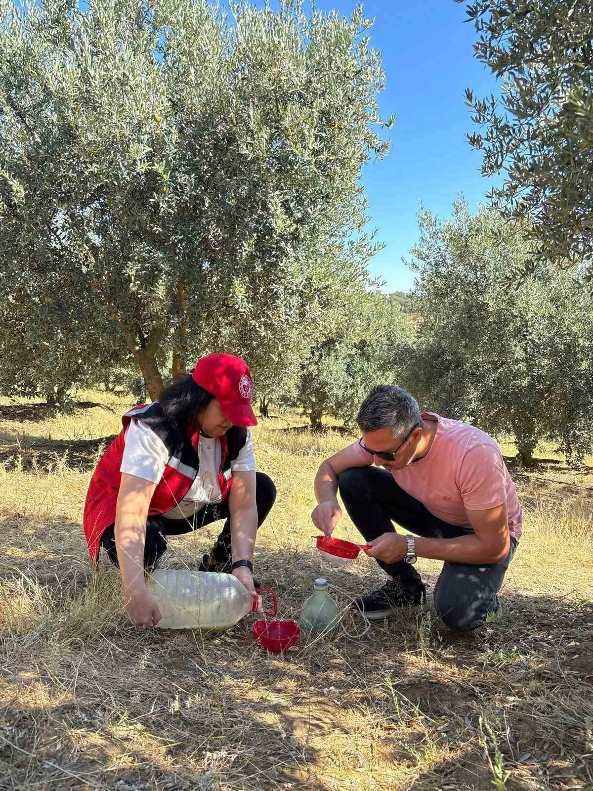Salihli'de zeytin üreticilerine kritik sinek uyarısı: Hasat öncesi dikkat!