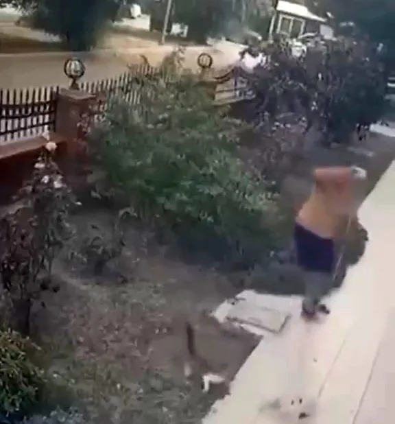 Bayraklı’da vicdansız saldırı: Yavrulu kediye tekme atan şüpheliye ceza yağdı