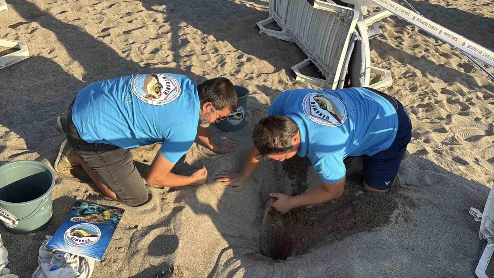 Bodrum’un minik misafirleri yuvadan çıktı: 62 kaplumbağanın zorlu yolculuğu başarıyla sonuçlandı